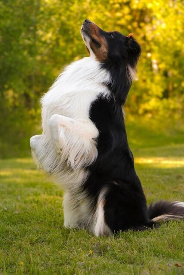 Hund - Charlie 