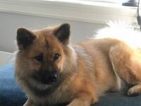 Eurasier Elli Eurasier Elli