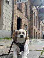 Lhaso Apso