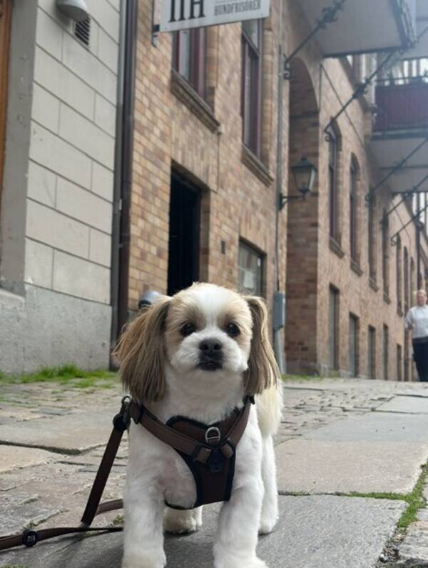 Hund - Lhaso Apso Hund - Lhaso Apso