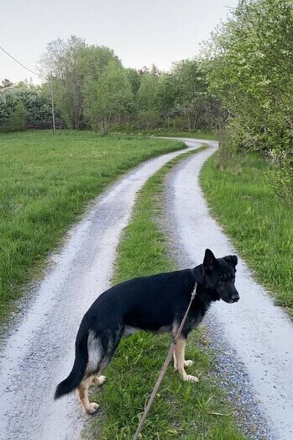 Hund - Bozz 
