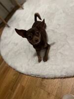 Chihuahua Bambi