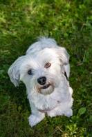 Bichon havanais Charlie Bichon havanais Charlie