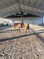 Hästen Lucas  Hästen Lucas