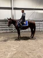 Hästen Rut Hästen Rut