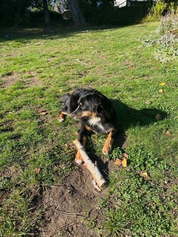 Hund - Sally 2 r
