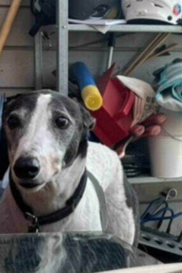 Hund - Spike greyhound Hund - Spike greyhound