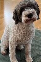 Lagotto Lagotto