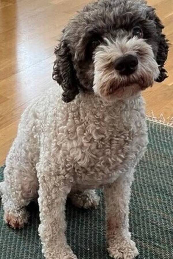 Hund - Lagotto