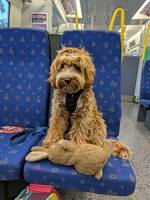 Australian Labradoodle Ziggy