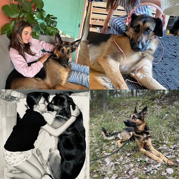 Hund - Schfern Bonzo