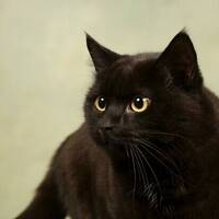 Katten Felix
