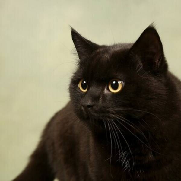 Katt - Katten Felix