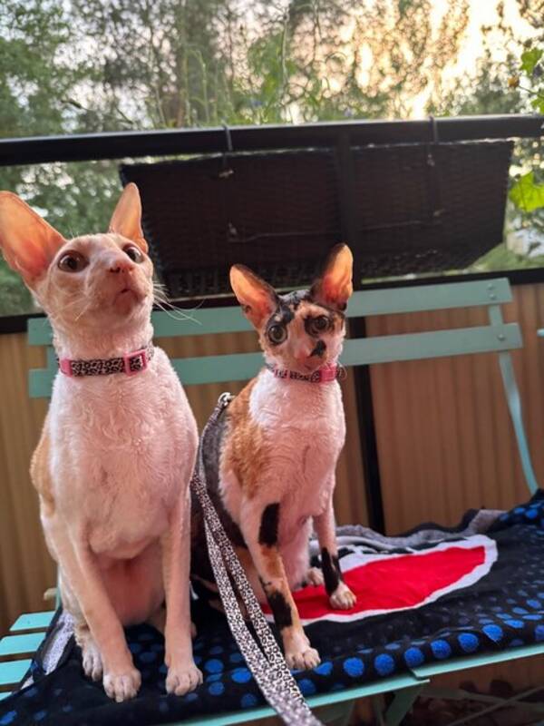 Katt - Cornish Rex katter 