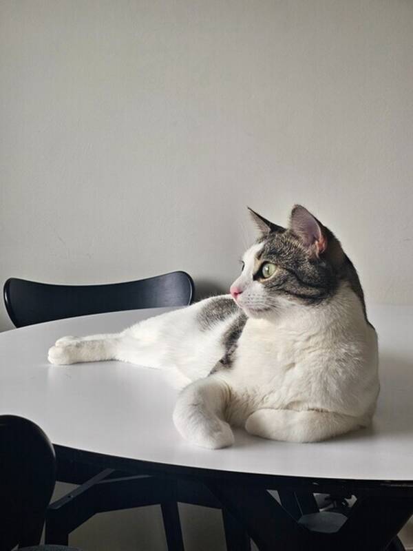 Katt - Min son Sanji Katt - Min son Sanji