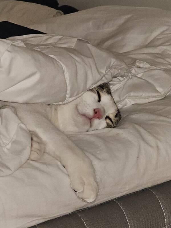 Katt - Min son Sanji Katt - Min son Sanji