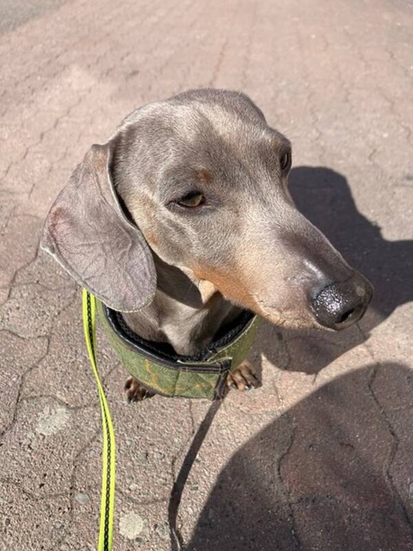 Hund - Taxen Milo