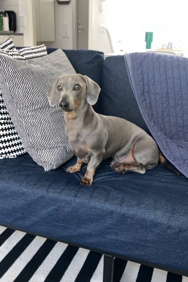 Hund - Taxen Milo