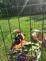 Marsvinen fluffe och elsa Marsvinen fluffe och elsa