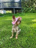 Leia the Yorkie Leia the Yorkie