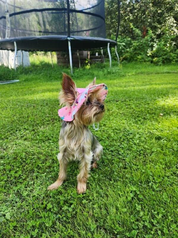 Hund - Leia the Yorkie