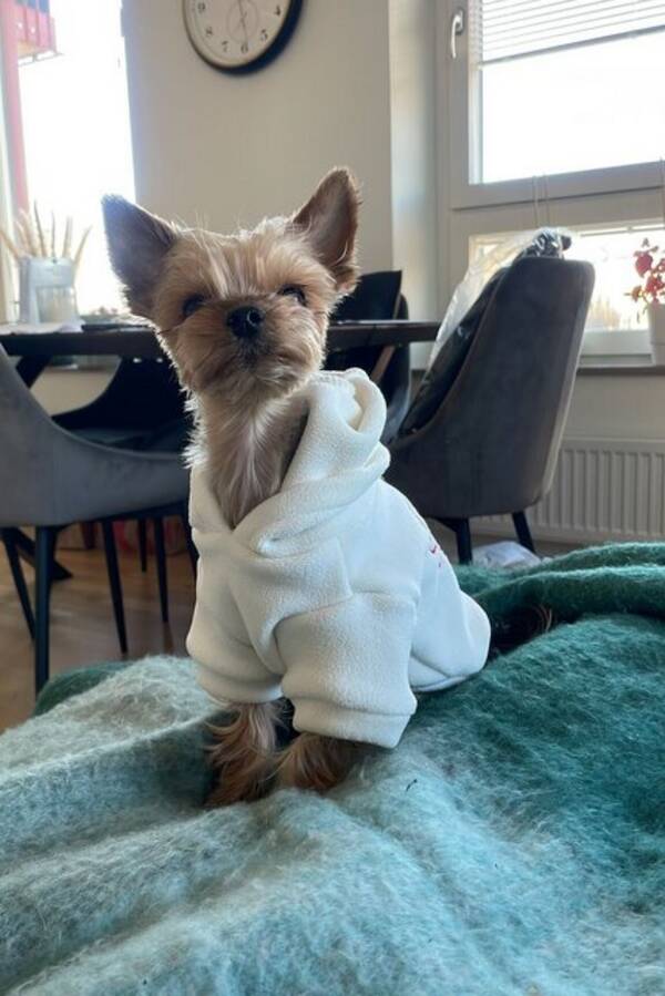 Hund - Leia the Yorkie