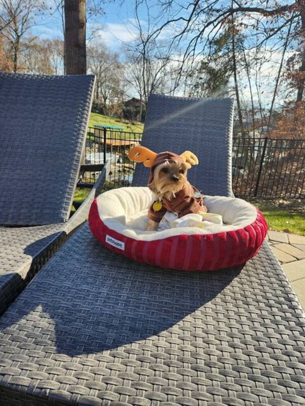 Hund - Leia the Yorkie