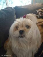 Tibetansk spaniel) terrier