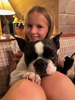 Boston Terrier