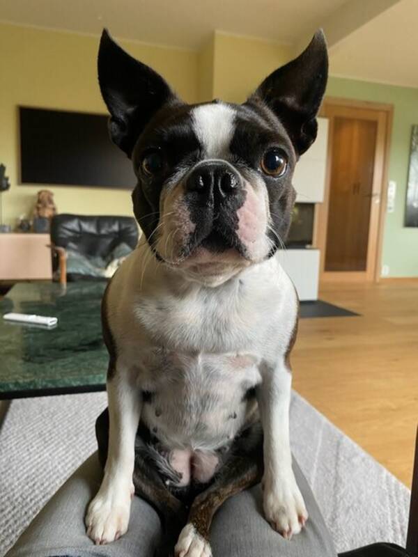 Hund - Boston Terrier Hund - Boston Terrier