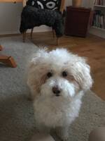 Malte Maltipoo