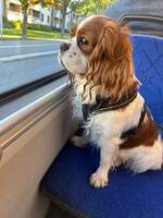 King Charles cavalier 