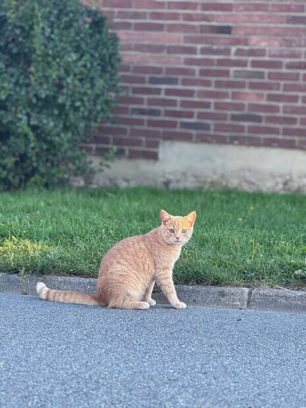 Katt - Bulle