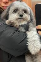 Blandrasen Stella Blandrasen Stella