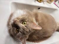 Smart katt