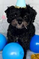Maltipoo Maltipoo