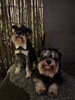 Dvärgschnauzer hane Alpha o Lazzo Dvärgschnauzer hane Alpha o Lazzo