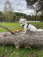 bichon havanais kort hret, tyson.