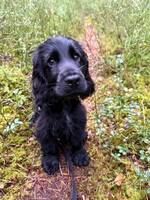 Cocker spanieln Bruce