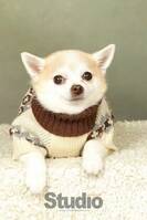 Chihuahua mixen Ayla