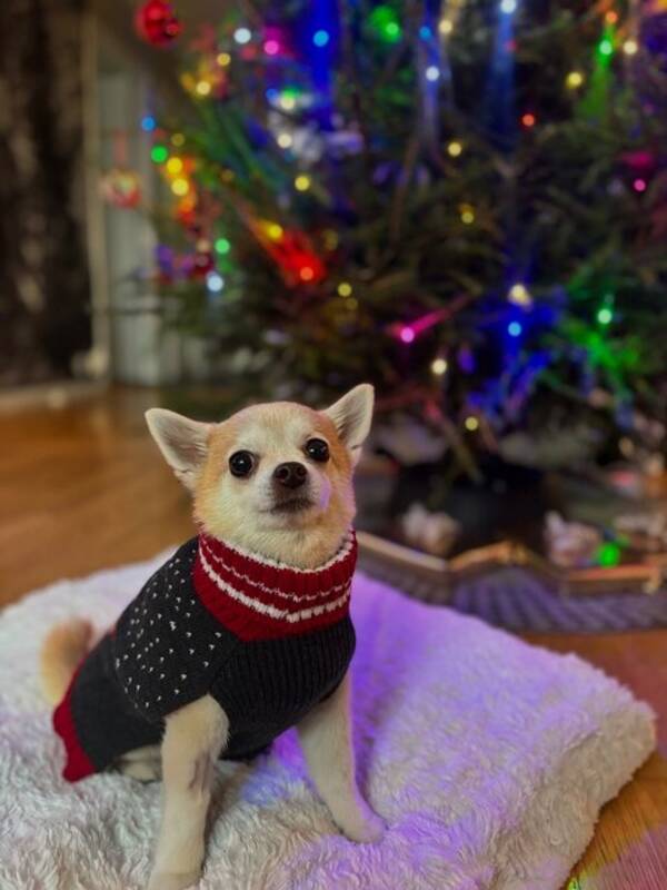 Hund - Chihuahua mixen Ayla