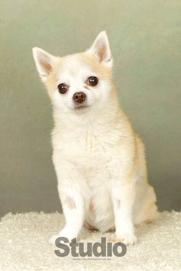 Hund - Chihuahua mixen Ayla