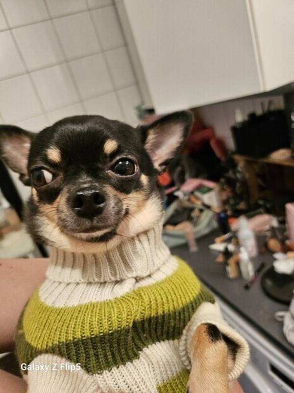Hund - Mimmi