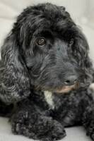 Totte. 9 år Cocker Poo Totte. 9 år Cocker Poo