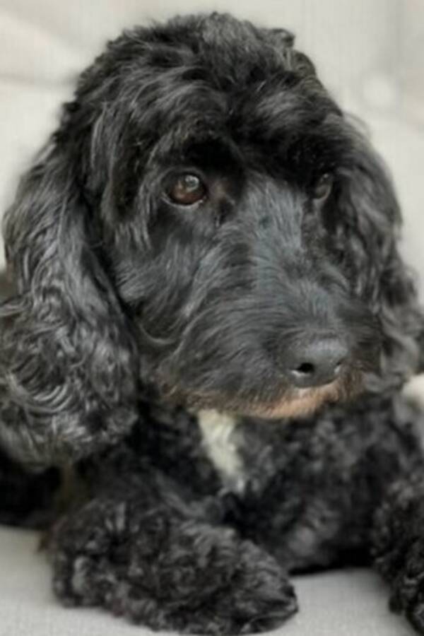 Hund - Totte. 9 r Cocker Poo