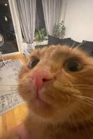 Blandras Oreo Blandras Oreo