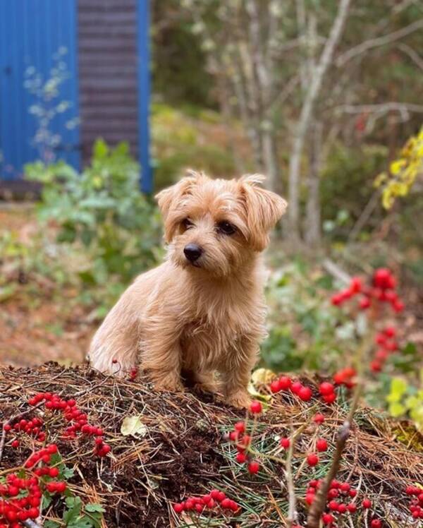 Hund - Norfolkterriern Selma
