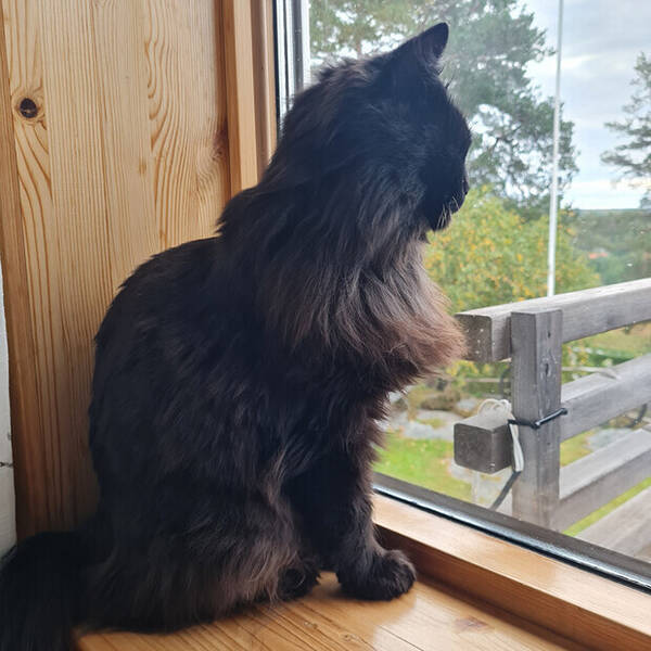 Katt - Katten Lova Katt - Katten Lova