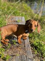 Dvärg tax (Donna) Dvärg tax (Donna)