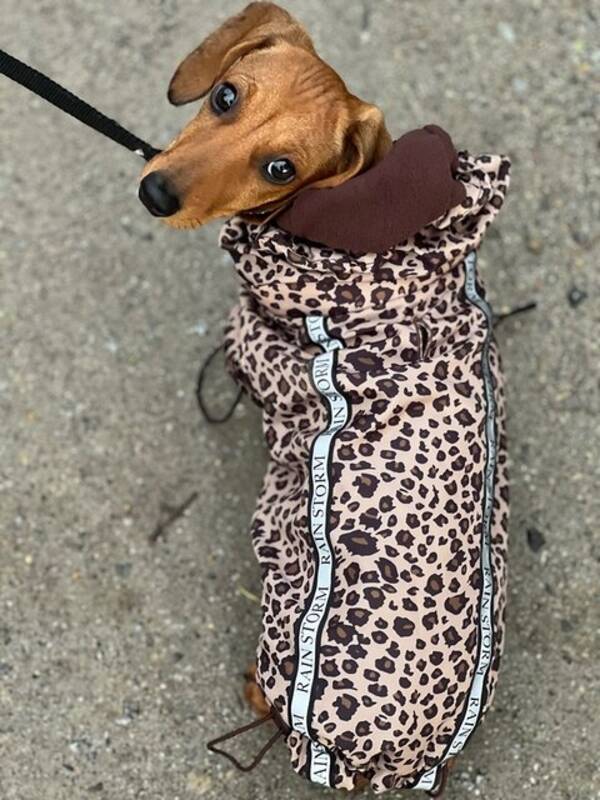 Hund - Dvrg tax (Donna)